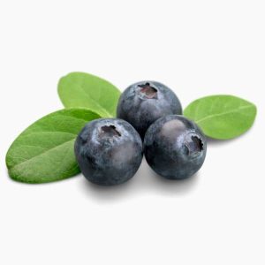 Boreal Bites Foods Canada Blueberry